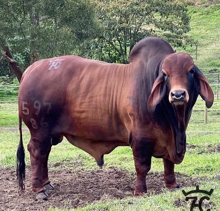 Cattle - Prime Butchery Grade