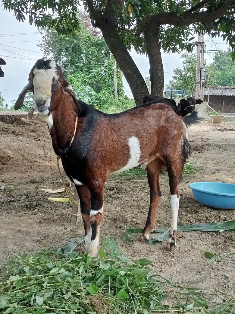 Goat - Standard Select