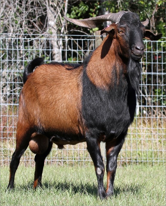 Goat - Premium Festive